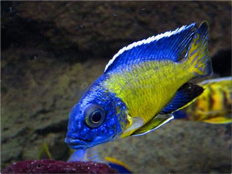 Blue Neon Cichlid Aquarium African Cichlid Aquarium