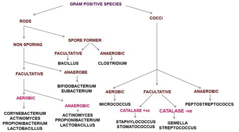 Flow Chart For Identifying Bacteria Gram Positive Bacteria Flow Chart