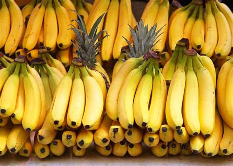 28 Banana Facts Weird And Tasty Guide To Fruit Plant Nutrition And