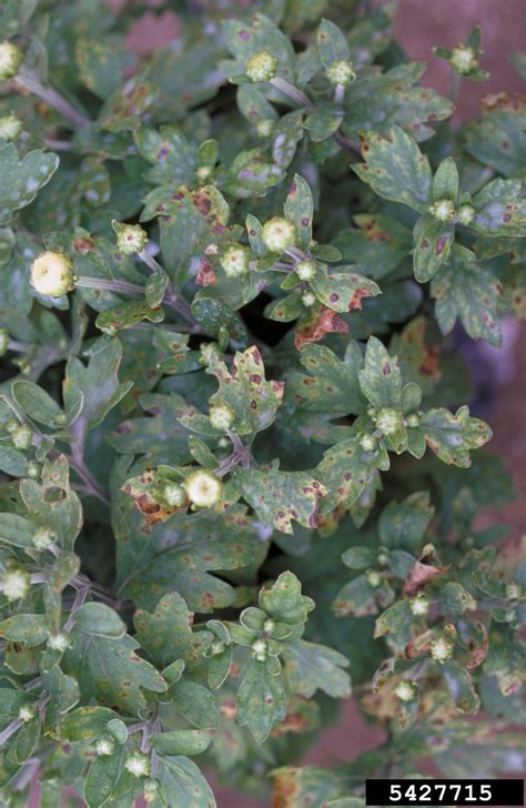 Fairy Ring Leaf Spot Disease Carnation Carnation Dianthus Caryophyllus Fusarium Wilt Agro