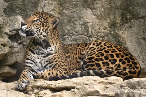 Big Cat Shootout - Lion vs Tiger vs Mountain Lion vs Jaguar vs Leopard