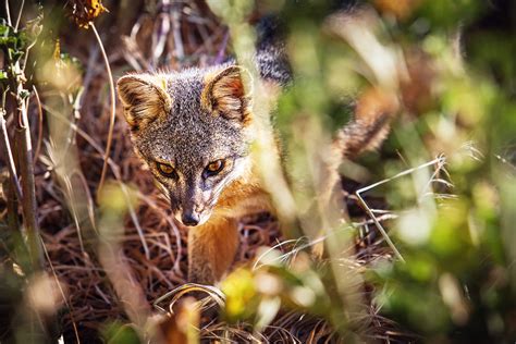 The Adorable Island Fox Is Back—but Saving It Meant Going To War Wired