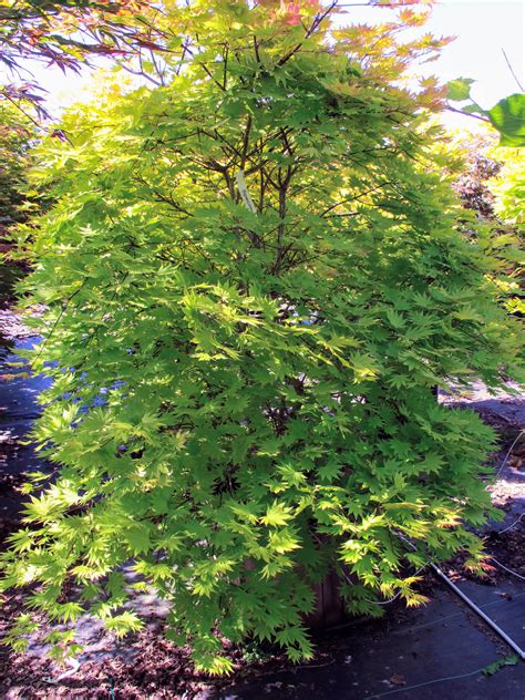 Acer Shirasawanum Autumn Moon Japanese Maple Conifer Kingdom