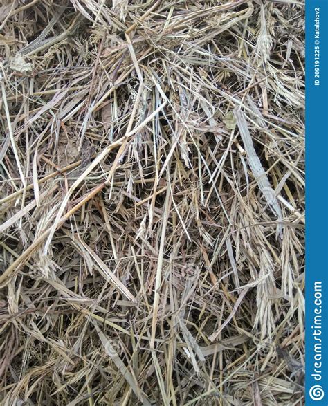 The Texture Of Hay A Stack Of Dry Grass Straw Close Up Stock Image