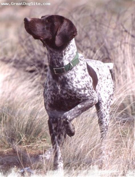 203 Best Images About Hunting Dogs On Pinterest German