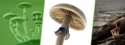 The History Of Magic Mushrooms Past Present And Future Mmjdirect
