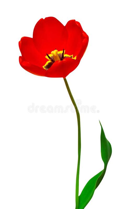 Red Tulip Stock Photo Image Of Delicate Background 235885016