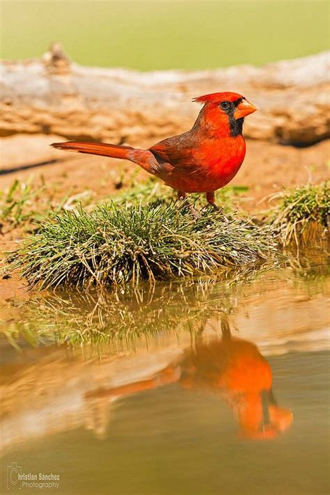 Northern Cardinal Cardinalis Cardinalis Beautiful Birds Cardinal