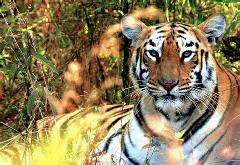 Indias Tiger Population Up By More Than 500 Animals In Four Years