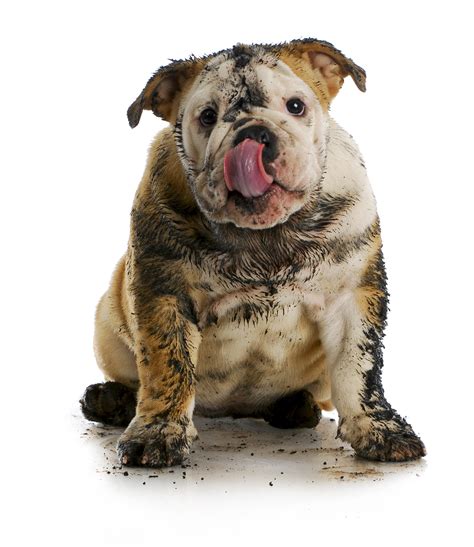 Dirty Dog Sniffers Doggie Retreat