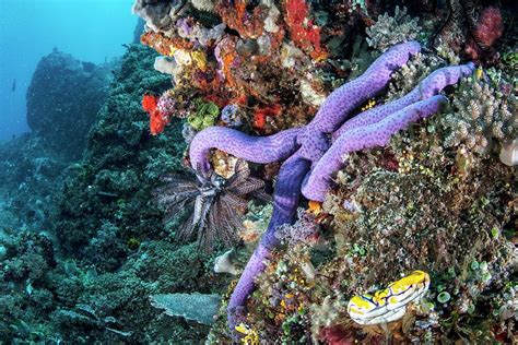 Purple Starfish Photograph By Ethan Daniels Fine Art America