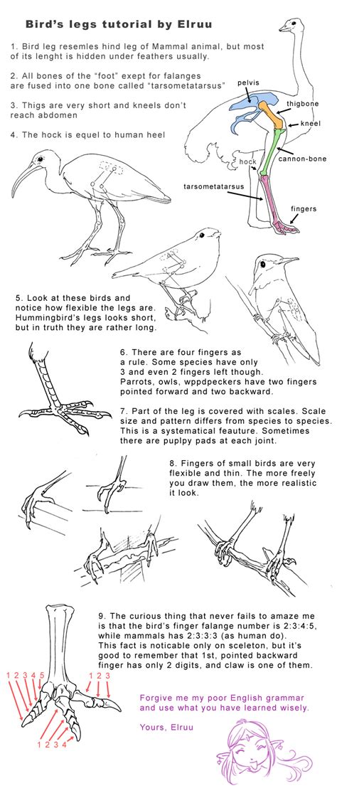 Https://tommynaija.com/draw/how To Draw A Bird Legs