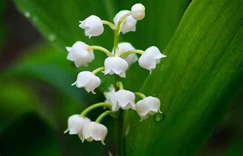 May Birth Flower Lily Of The Valley Agrohortipbacid