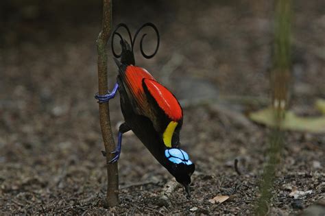 A Wilsons Bird Of Paradise Adult Male Photograph By Tim Laman