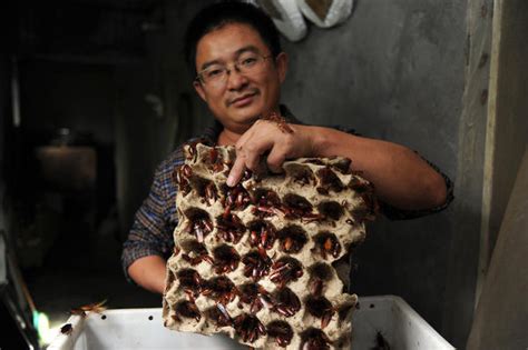 Cockroach Farms Multiplying In China Los Angeles Times