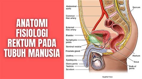 Anatomi Fisiologi Rektum Pada Tubuh Manusia Anatomi Tutorial