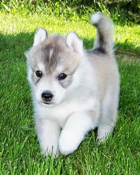 Aussies are confident and lively; Cheap Husky Puppies For Sale In Michigan | PETSIDI
