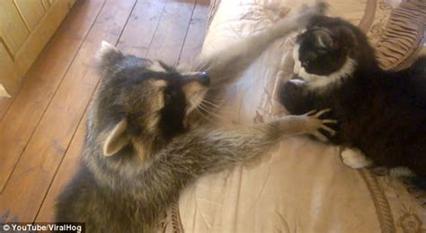 Adorable Moment A Curious Raccoon Attempts To Become Friends With A