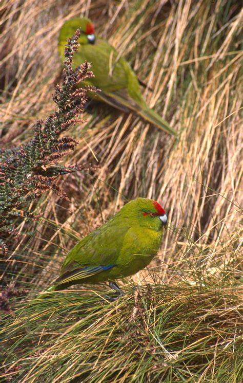 Most of fiji's mountains are dormant or extinct. Red-crowned Parakeet - Cyanoramphus novaezelandiae - Birds of the World