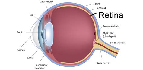 Optomap The Worlds Most Advanced Scan Of Your Retina Finchley S