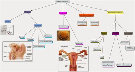 Mapa Conceptual Sistema Reproductor Humano Kulturaupice