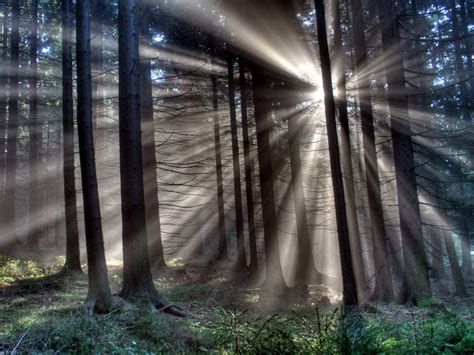 Forest Sun Rays Wallpapers Wallpaper Cave