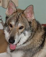 Check spelling or type a new query. Tamaskan Dog Breed Guide - Learn about the Tamaskan Dog.