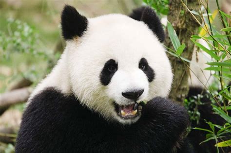 Malaisie Un Panda Géant Donne Naissance à Un Petit