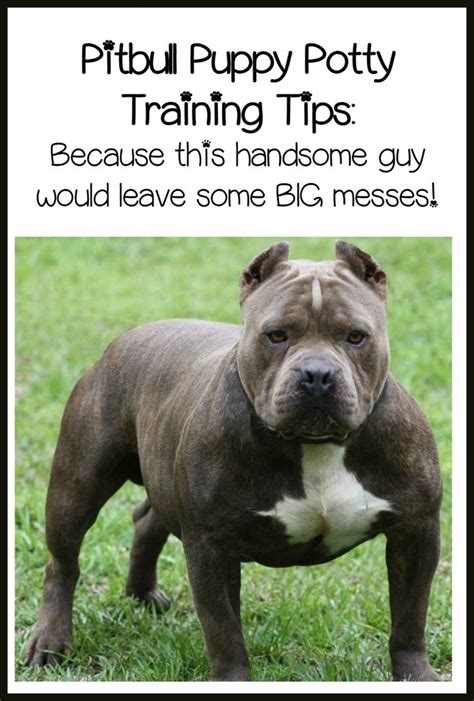 They have a muscular structure which is a central characteristic of pitbulls. Pitbull Puppy Training Tips - Quick and Easy Potty ...