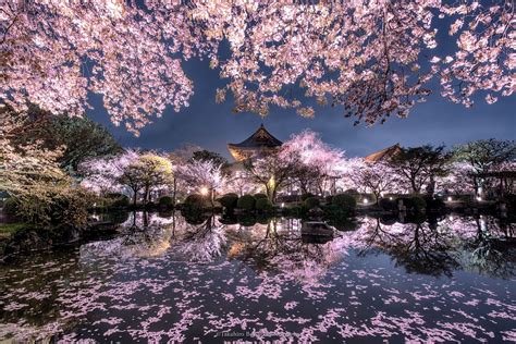 Sakura Night To Ji Temple Is One Of The Most Famous Sakura Places In