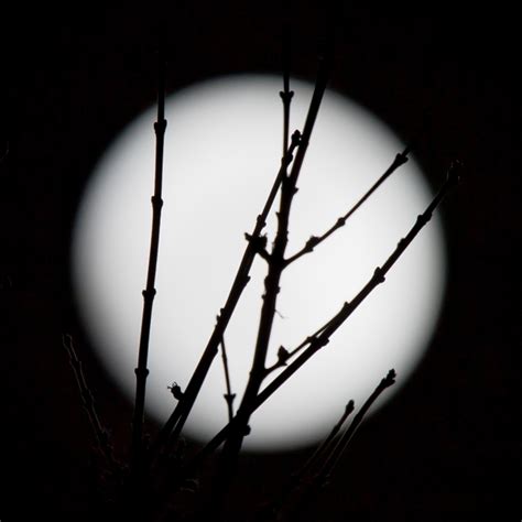 Silhouette In Moonlight Nature Photography