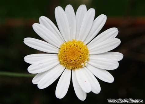 Daisy Flower Photos Picture Gallery Singapore Travel And Lifestyle Blog