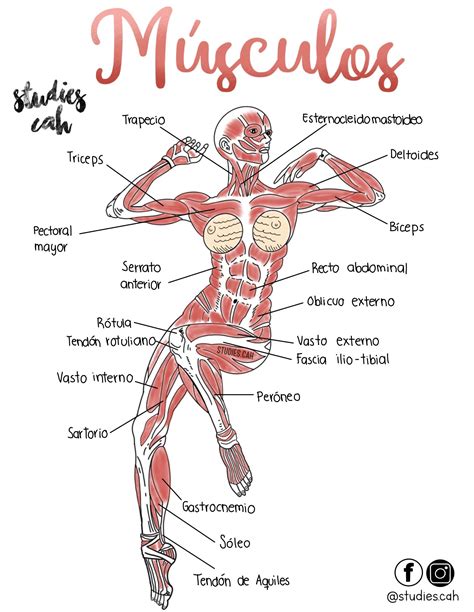 Músculos Anatomía Médica Anatomia Y Fisiologia