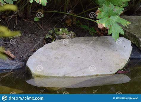 Pondfrog Stock Photo Image Of Hopper Adaptable Amphibian 157317726