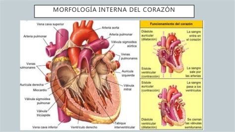 Anatomía Corazón