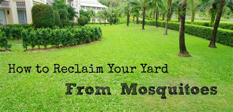 28:23 mike kincaid 4 435 390 просмотров. How to Reclaim Your Yard from Mosquitoes | Wisconsin Mommy