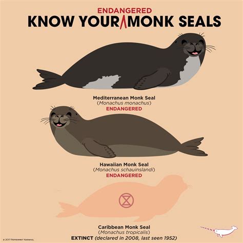 Know Your Monk Seals Endangered Animals Fun Facts About Animals