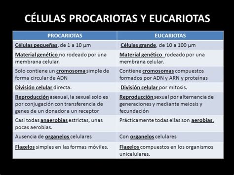 Cuadros Comparativos Diferencias Entre Células Procariotas Y