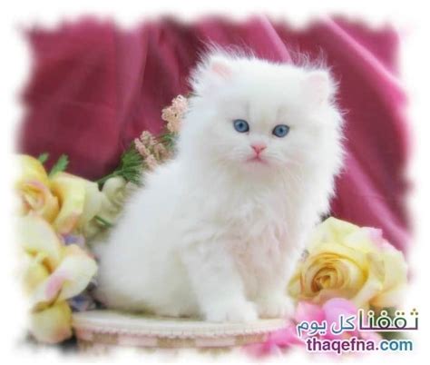 قطط جميلة بالصور أجمل قطط في العالم صور قطط روعه beautiful cats صور بسس جميلة