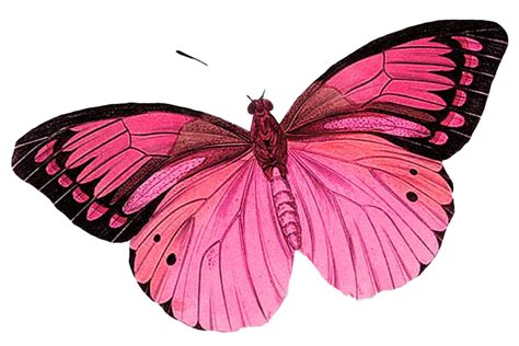The resolution of this transparent background. Real Pink Butterfly Transparent Image | PNG Arts