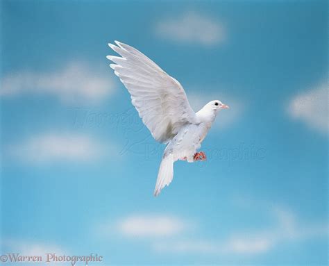 White Dove In Flight Photo Wp11595