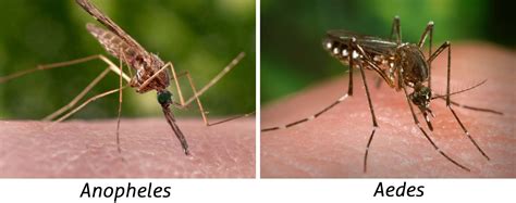 Malaria Mosquitoes Anopheles Biogents Ag