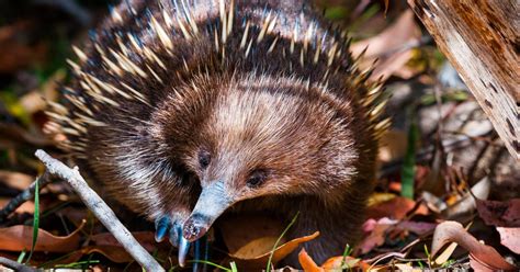 Solving The Mystery Of The Four Headed Echidna Penis Pursuit By The University Of Melbourne