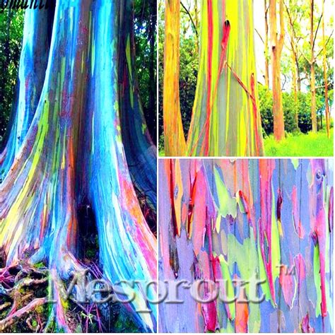 Rare Rainbow Tree Bonsai Eucalyptus Deglupta Mindanao Gum Home Garden