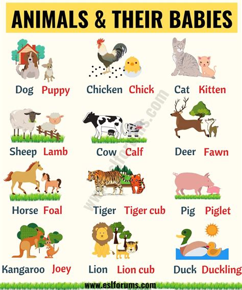 Cute Baby Animals: Learn Popular Animals and Their Babies! - ESL Forums