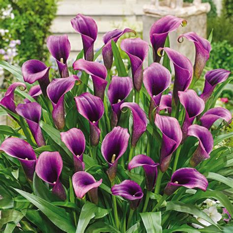 Calla lilies are a beautiful addition to any garden, but you can also grow them indoors as potted plants. Calla Lily Purple Sensation | K. van Bourgondien Wholesale ...