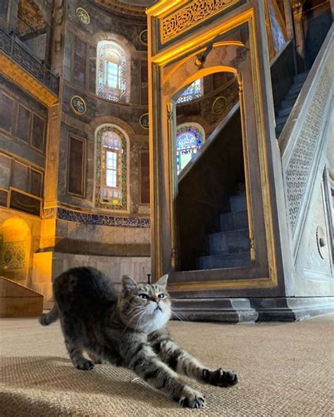 Theres A Cat Permanently Living In The Hagia Sophia In Istanbul