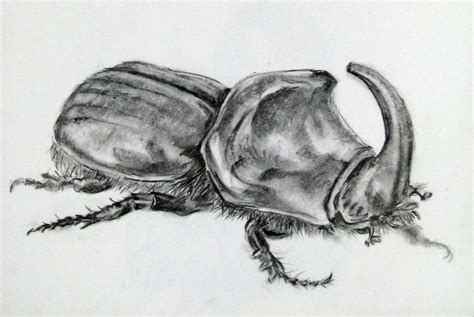 Rhino Beetle By Mezma87 On Deviantart