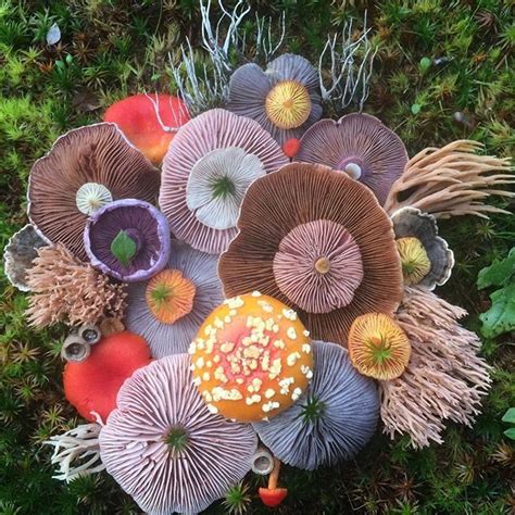 Beautiful Fungi Medley By Jill Bliss Fungi Autumn Art Nature