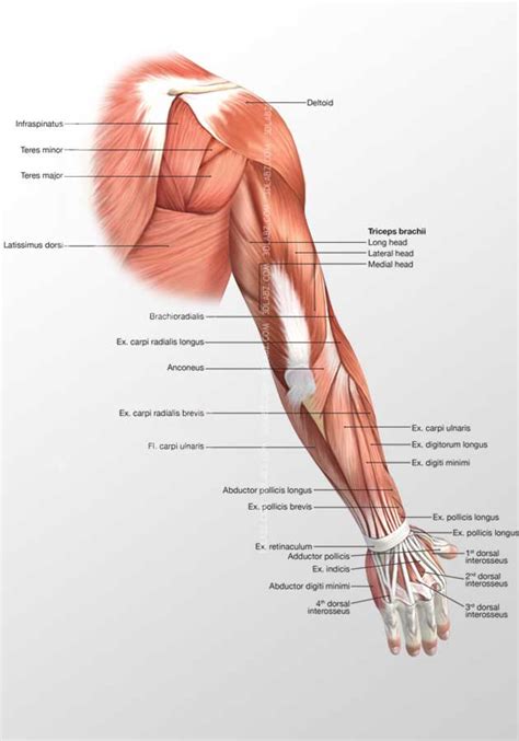 Arm Muscles Diagram Male Shoulder And Chest Muscles Labeled Chart On